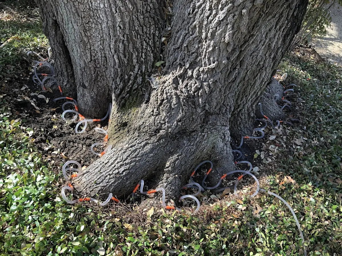 Detailed Shrub and Hedge Trimming job site in Barnett