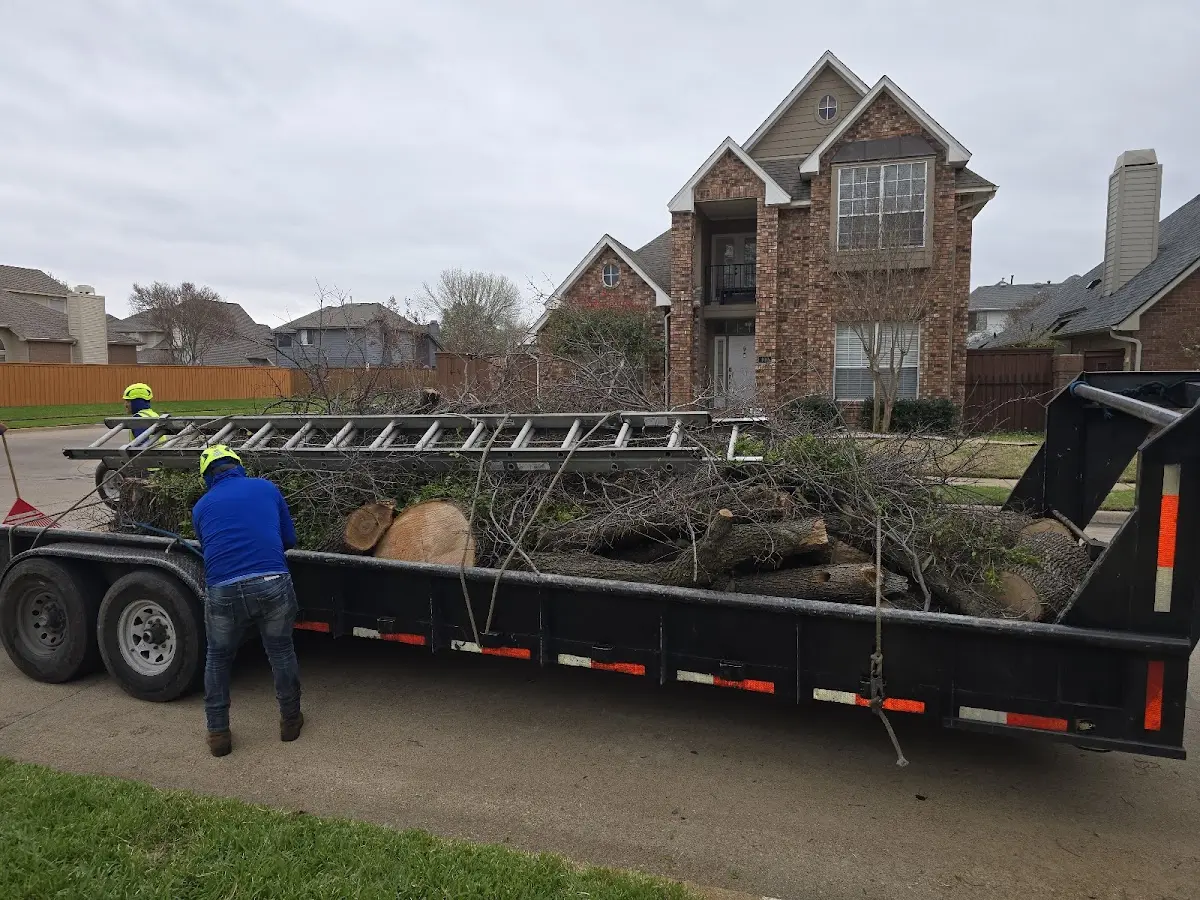 Expert Tree Removal with proper safety equipment in Barnett